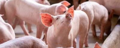Ученые из LMU хотят клонировать свиней и использовать их сердца для пересадки людям - runews24.ru - Германия - шт. Мэриленд