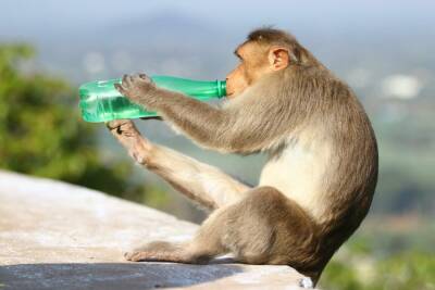 Печень мешает обезьянам стать алкоголиками - news.israelinfo.co.il - штат Айова