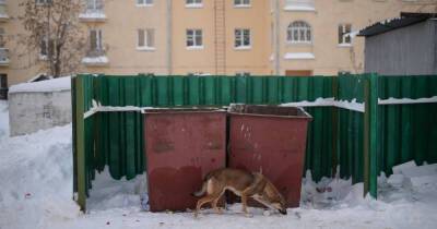 Александр Осипов - Режим повышенной готовности ввели в Забайкалье из-за атак собак - ren.tv - Забайкальский край - Чита