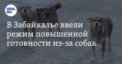 Владимир Бурматов - Александр Бастрыкин - Александр Осипов - В Забайкалье ввели режим повышенной готовности из-за собак - ura.news - Россия - Челябинская обл. - Забайкальский край - Чита