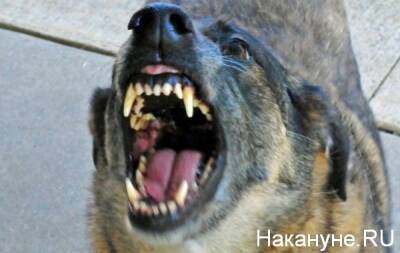 В Забайкалье объявили режим повышенной готовности из-за ситуации с бродячими собаками - nakanune.ru - Забайкальский край - Чита - Забайкалье