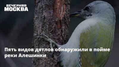 Пять видов дятлов обнаружили в пойме реки Алешинки - vm.ru - Москва - Москва