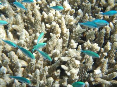 Джеймс Кук - Ученые прогнозируют гибель практически всех коралловых рифов из-за потепления океана - argumenti.ru - шт.Флорида - Панама - Индонезия