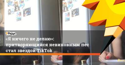 «Я ничего не делаю»: притворяющийся невиновным пес стал звездой TikTok - ridus.ru