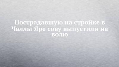 Пострадавшую на стройке в Чаллы Яре сову выпустили на волю - chelny-izvest.ru - респ. Татарстан