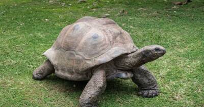 Книга рекордов Гиннеса назвала самую старую черепаху в мире - focus.ua - Украина - Англия - Лондон - Святая Елена