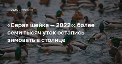 «Серая шейка — 2022»: более семи тысяч уток остались зимовать в столице - mos.ru - Москва - Россия
