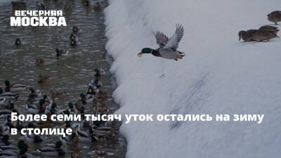 Более семи тысяч уток остались на зиму в столице - vm.ru - Москва - Москва