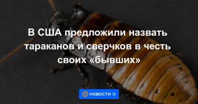 Анна Лысенко - В США предложили назвать тараканов и сверчков в честь своих «бывших» - news.mail.ru - США - Техас - шт. Колорадо - штат Висконсин - шт.Пенсильвания