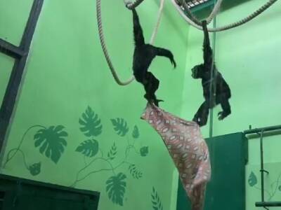 В Челябинском зоопарке рассказали, как живут обезьянки, спасенные из рук контрабандистки - u24.ru - Казахстан - Челябинск - Троицк