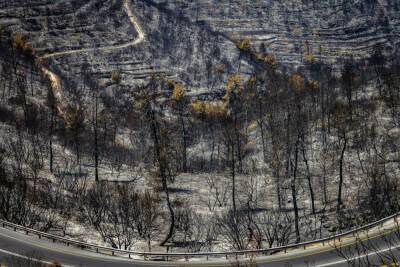 Бар-Лев Омер - В Израиле впервые утверждена национальная программа борьбы с лесными пожарами - news.israelinfo.co.il - Израиль - Экология