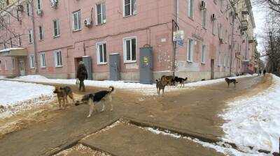 Жительница Воронежа попросила о помощи из-за захватившей улицу стаи дворняг - vestivrn.ru - Воронеж