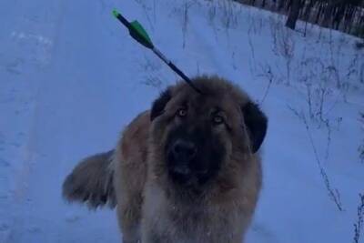 Зоозащитники из Улан-Удэ спасли пса с арбалетной стрелой в голове - tayga.info - Улан-Удэ