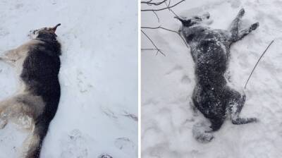 «Трупы по всему городу». В воронежском райцентре начали массово убивать собак - vestivrn.ru - Воронеж