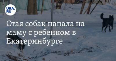 Стая собак напала на маму с ребенком в Екатеринбурге - ura.news - Екатеринбург - Свердловская обл.