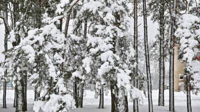 Александр Синенков - Синоптик: На этой неделе в европейской части России ожидается мягкая зимняя погода с небольшими снегопадами - mir24.tv - Россия