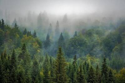 По оценкам специалистов, пораженные вредителями хвойные деревья восстанавливаются более 100 лет - argumenti.ru - Россия