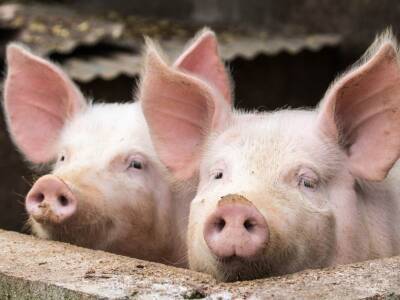 В Германии хотят клонировать свиней для получения донорских сердец - polit.ru - Германия - Новая Зеландия - шт. Мэриленд