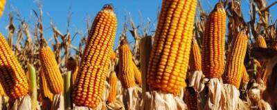 Phus.org: американские ученые занимаются исследованием генетических особенностей кукурузы - runews24.ru - Мексика - штат Айова