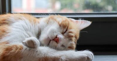 Ученые рассказали, почему кошки так много спят - focus.ua - Украина