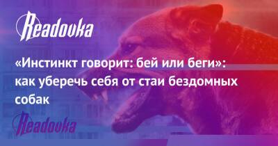 Вячеслав Володин - Александр Бастрыкин - «Инстинкт говорит: бей или беги»: как уберечь себя от стаи бездомных собак - readovka.ru - Россия - Приморье край