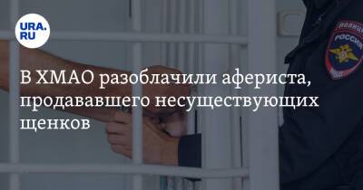 Торговавшего несуществующими щенками афериста разоблачили в ХМАО - ura.news - Алтайский край - Сургут - Югра - Белгород