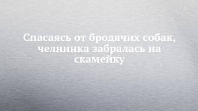 Спасаясь от бродячих собак, челнинка забралась на скамейку - chelny-izvest.ru - Гэс