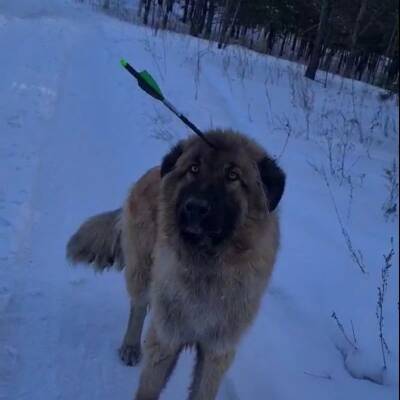 В Бурятии зоозащитники спасли собаку с арбалетным болтом в голове - znak.com - респ.Бурятия