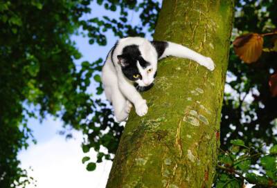 В Приозерске спасатели сняли с дерева дворовую кошку - online47.ru - Приозерск