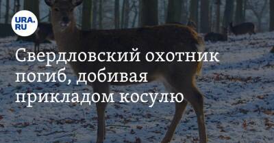 Свердловский охотник погиб, добивая прикладом косулю - ura.news - Свердловская обл. - Скончался