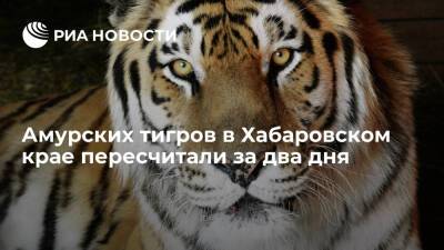 Амурских тигров в Хабаровском крае пересчитали за два дня во время госмониторинга - ria.ru - Россия - Амурская обл. - Хабаровский край - Хабаровск - Владивосток - Владивосток