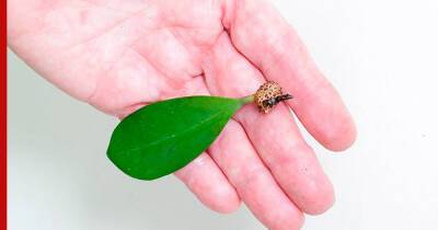 Как вырастить долларовое дерево из листа: размножение замиокулькаса черенкованием - profile.ru