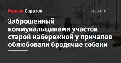 Заброшенный коммунальщиками участок старой набережной у причалов облюбовали бродячие собаки - nversia.ru - Саратов