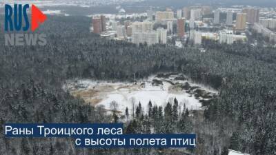В Троицком лесу возводят забор из профлиста вокруг вырубленной поляны - nakanune.ru