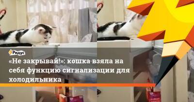 «Не закрывай!»: кошка взяла на себя функцию сигнализации для холодильника - ridus.ru - Швейцария