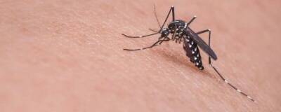 Nature Communications: комарам нравятся красный, оранжевый, голубой и черный цвета - runews24.ru - штат Вашингтон