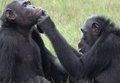 Шимпанзе научились лечить друг друга с помощью жуков - facenews.ua - Украина - Габон