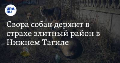 Евгений Куйвашев - Свора собак держит в страхе элитный район в Нижнем Тагиле. Фото - ura.news - Свердловская обл. - Уральск