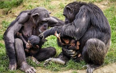 Ученые впервые обнаружили у шимпанзе признаки эмпатии - korrespondent.net - Украина - Габон