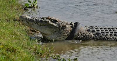 Индонезия - В Индонезии спасли крокодила, который 5 лет плавал с шиной от мотоцикла (фото, видео) - focus.ua - Украина - Индонезия