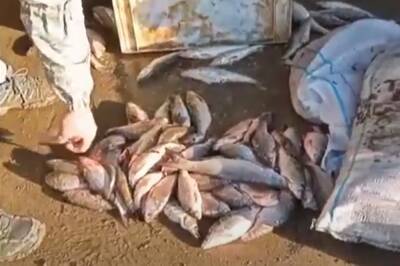 В Дагестане изъяли полтонны незаконно добытой рыбы частиковых пород - etokavkaz.ru - Россия - респ. Дагестан - район Кизлярский