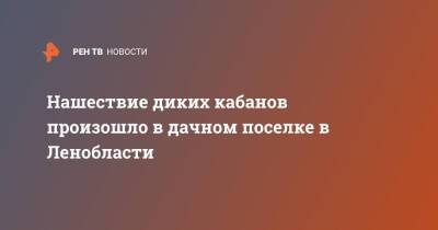 Нашествие диких кабанов произошло в дачном поселке в Ленобласти - ren.tv - Ленинградская обл. - Санкт-Петербург - Московская обл.