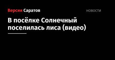 Оксана Иванова - В посёлке Солнечный поселилась лиса (видео) - nversia.ru - Саратов