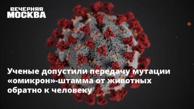 Ученые опасаются, что животные мутации коронавируса обратно передадутся человеку - vm.ru - Россия