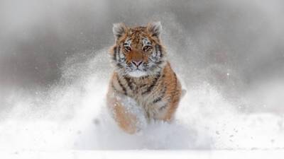 Флойд Мейвезер - В Приморье подопечную тигрицу Мейвезера заметили с подросшими детенышами - mir24.tv - Приморье край