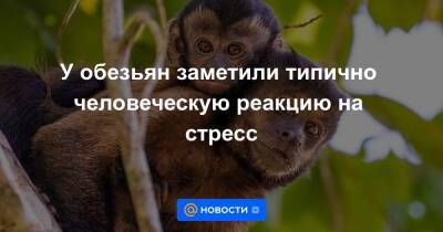 Анна Лысенко - У обезьян заметили типично человеческую реакцию на стресс - news.mail.ru - США - шт. Джорджия