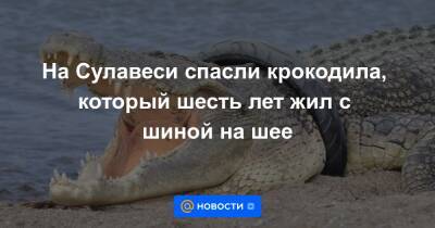 Анна Лысенко - На Сулавеси спасли крокодила, который шесть лет жил с шиной на шее - news.mail.ru - Индонезия