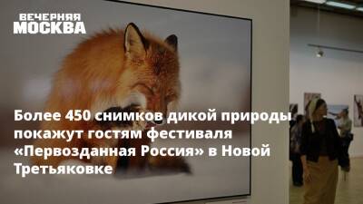 Более 450 снимков дикой природы покажут гостям фестиваля «Первозданная Россия» в Новой Третьяковке - vm.ru - Москва - Россия - Москва