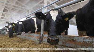 В Гомельской области в 2021 году возбудили 83 уголовных дела за сокрытие падежа скота - belta.by - Белоруссия - Гомель