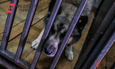 В промзоне Нефтеюганска построят приют для бездомных собак - fedpress.ru - Сургут - Югра - Нефтеюганск